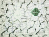 dualobjectfieldl1070719