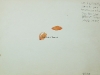 eat_a_peanut_fulll1070656